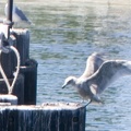 313-1227 Seagull Landing